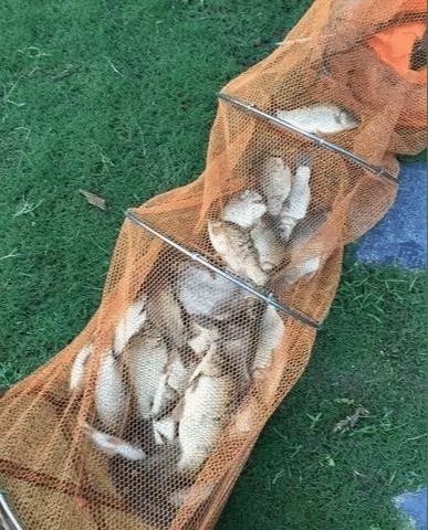 世上最牛的钓鱼饵料，不是蚯蚓！厨房一小物，新手也能获鱼100斤