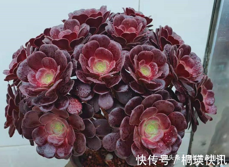 之前冻伤的多肉法师只剩下光杆子,现在给它重新换盆能活过来吗