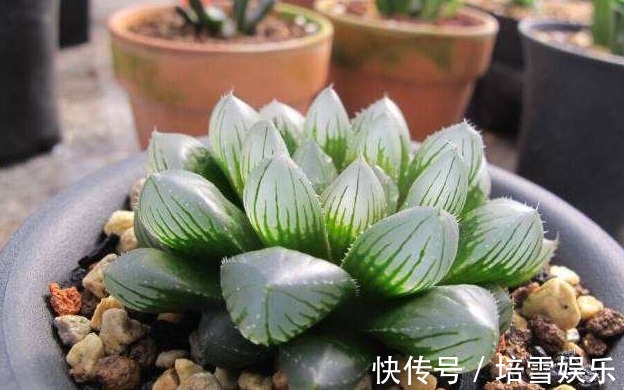 公认的4种“最美多肉”,还超级耐旱、好养,养花新手都能养