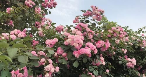 阳台养花选它，香味浓郁花量大，好养易繁殖，开花美极了