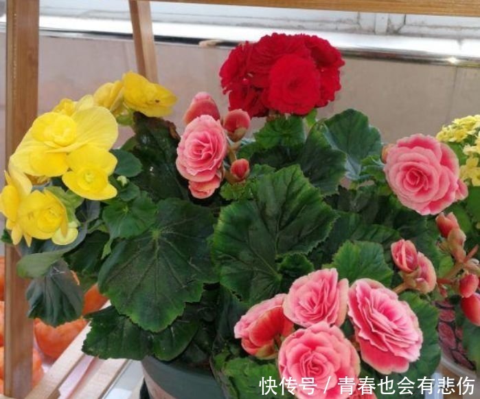 百合花|最适合新手养的4种花，开花爆盆很简单，满树都是花朵，漂亮极了