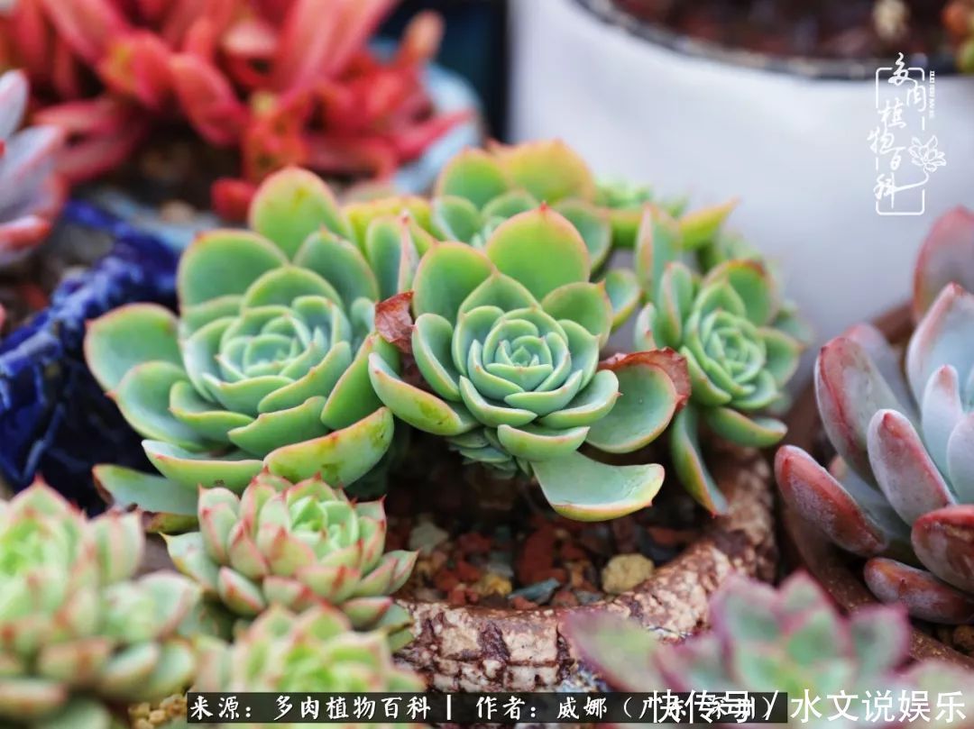 日子|笼子里露养的多肉,越养越美!有多肉的日子伴着小确幸!