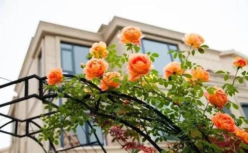 可藤可灌的月季品种且四季开花的有哪些？