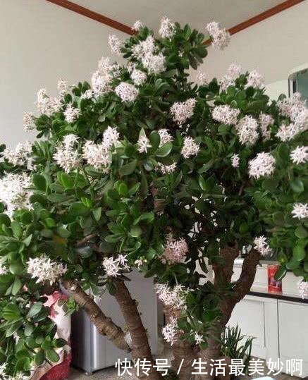 3种贱花,普通人很难养开花,养上十来年,仙花十足,福气自然来!