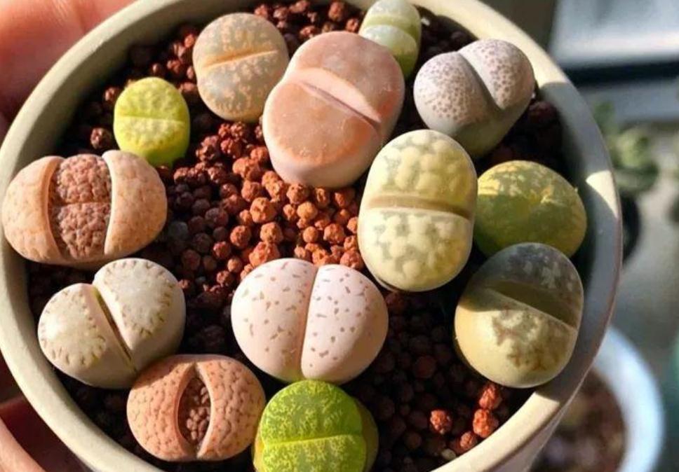 养蜕皮中的石生花,做好这4件事,才是名副其实的“富贵玉”