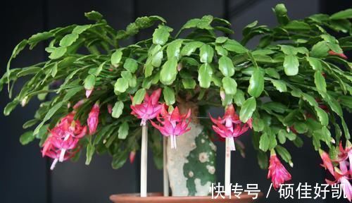 卧室|将这些植物养殖在卧室里面,让你一觉睡到大天亮!