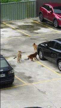 |搞笑GIF趣图:大哥,你这勺子和锅是不是连着蓝牙了啊?