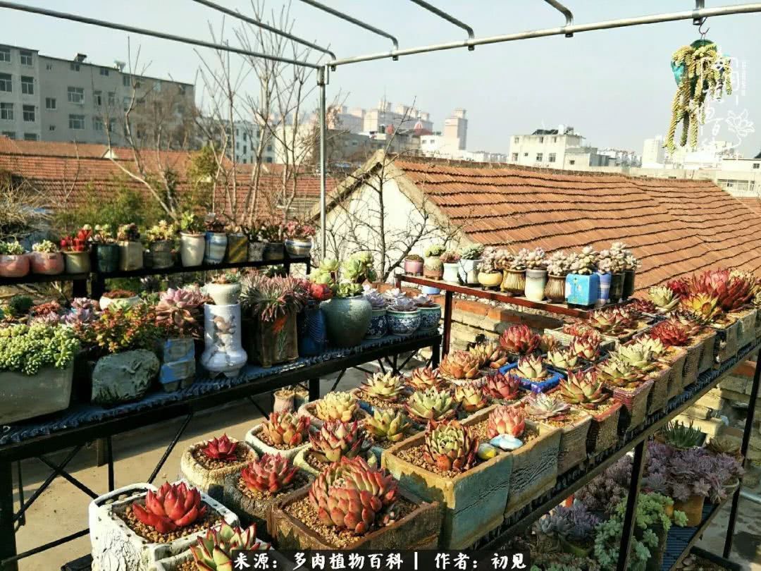 养多肉四周年,从初见到爱恋!幸福一直藏在浅薄的日子里!