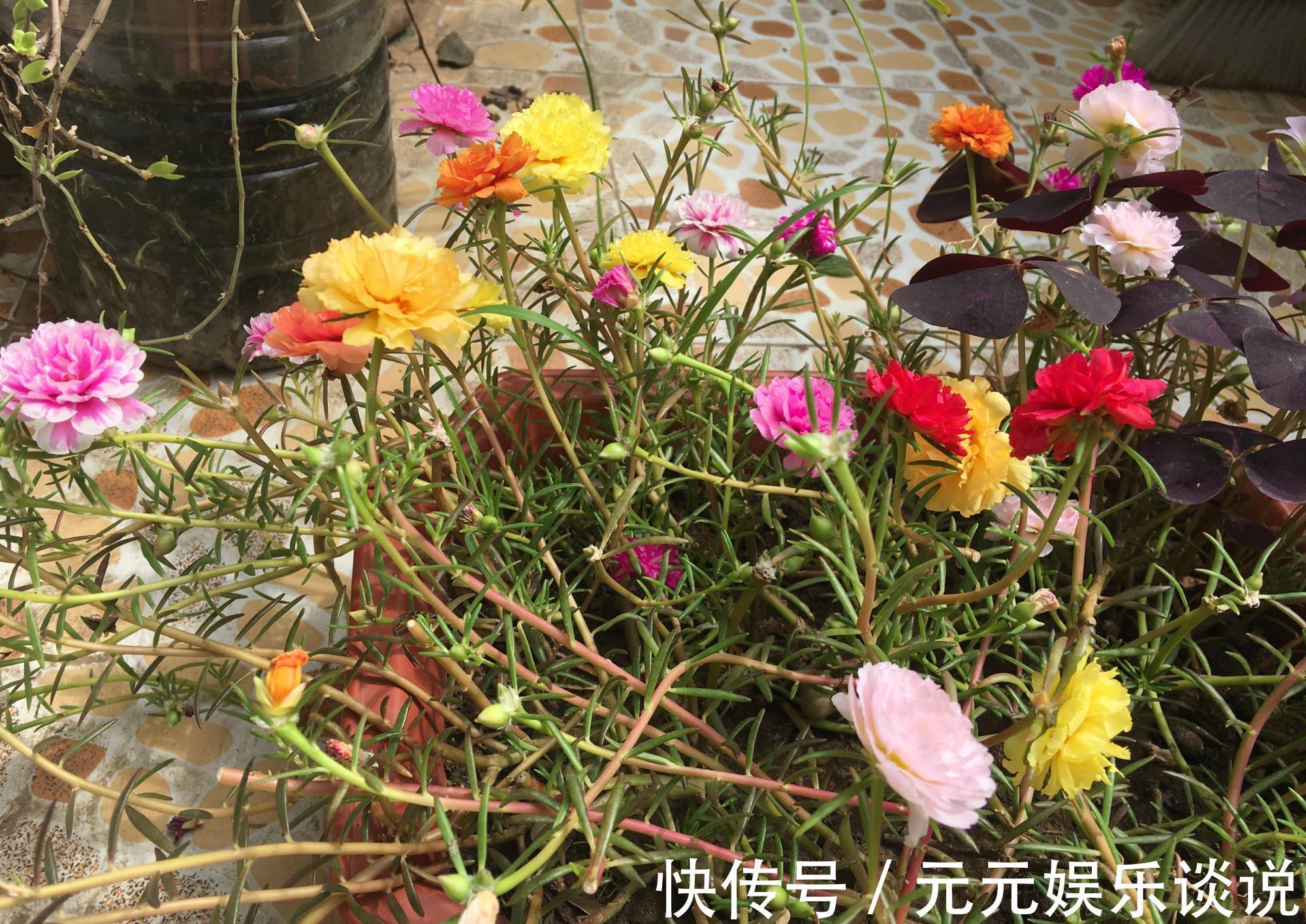 阳台上|太阳花怎么过冬?用一种方法,顺利过冬,来年开花更多更美