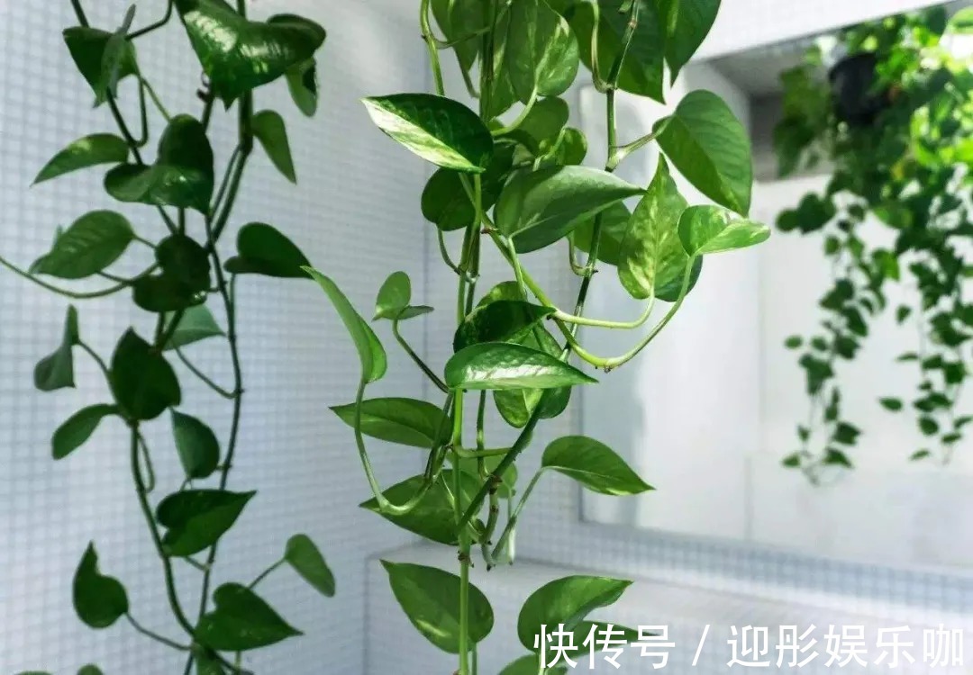 有植物的房子才是理想家！2021最受欢迎“网红绿植”推荐