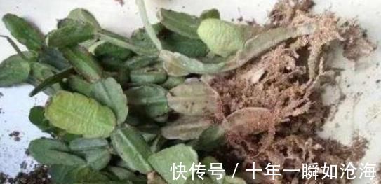 烂根|蟹爪兰发出这个“信号”,一定不要忽视,是在提醒你