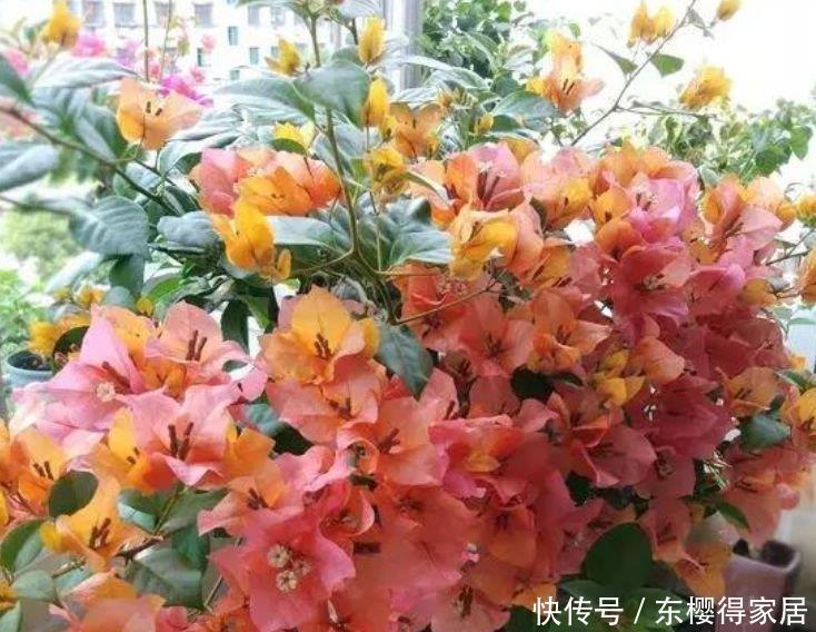阳台养花就选“4种”,个个好养、开爆盆,花色艳丽灿烂无双