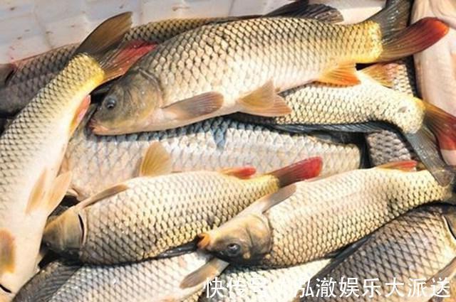 效果|钓鱼打窝料还靠买不妨自己在家做，取材方便效果绝佳！