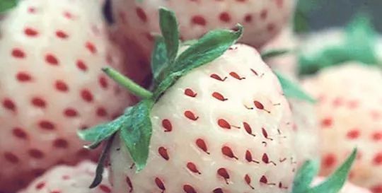 草莓|世界上最贵的水果,吃过3种以上的都是土豪啊
