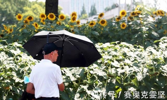 向阳|热浪滚滚 向阳而生 申城向日葵花海上线啦