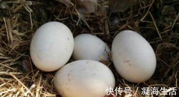 咸鸭蛋|哪个更有营养鸡蛋,鸭蛋,鹌鹑蛋还是鹅蛋看看吧