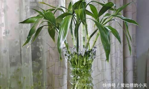 蹭蹭|水培富贵竹,水里加点它,茂盛不黄叶,叶子像打蜡,蹭蹭冒新叶!