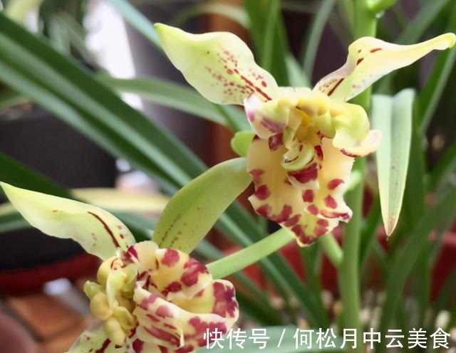 兰香|拜拜了桂花,此建兰被誉为“活香水”,家中摆一盆,轻松香飘满屋!