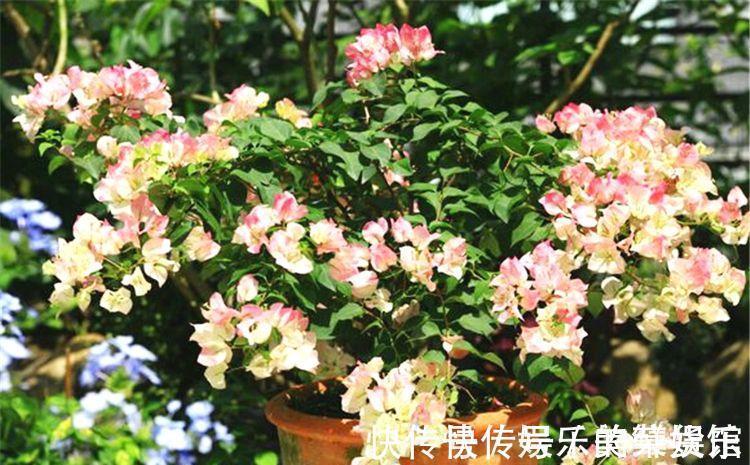 养花用磷酸二氢钾催花,到底该怎么操作,为什么有人喜有人厌?