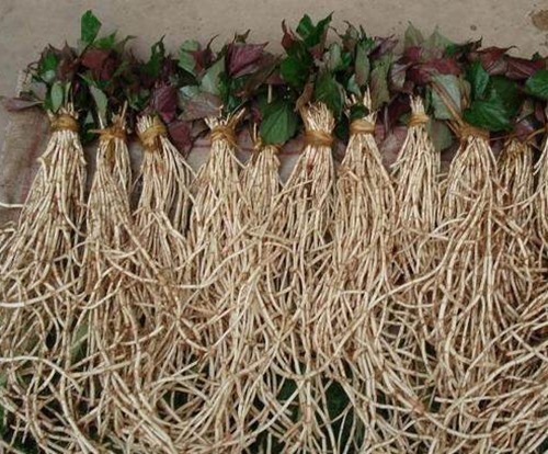 女性|女性的“长生菜”,坚持吃一周,毒素没了,不贫血了,肌肤更水嫩