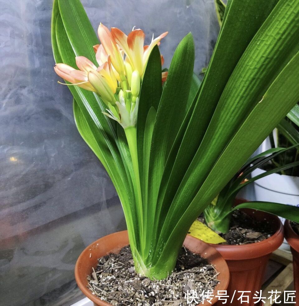 花箭|养君子兰,关键在“11月”,用对“方法”叶子规整、开花早
