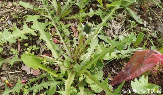 春天的农村里有这40种山珍野菜图片,让你轻松辨别山珍野菜