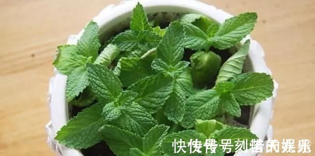 养花爱好者看过来这15种花现在“扦插”,生根快,一个周就长芽