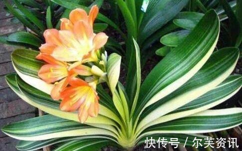 君子兰长太慢快去请“它”来帮忙,不只长新叶还能爆“侧芽”!