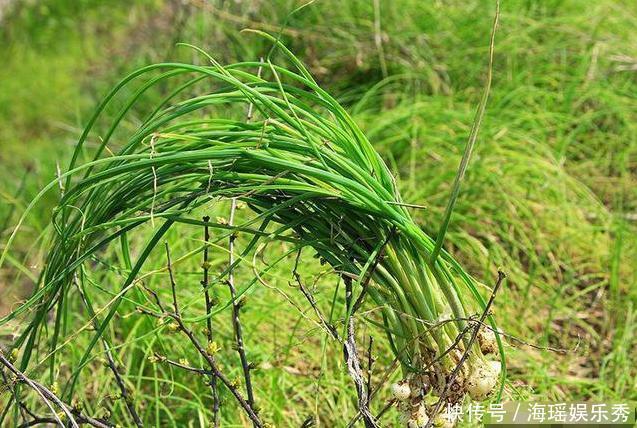 成片|长得像小葱,春季的野外成片生长,用来炒蛋简直太好吃了
