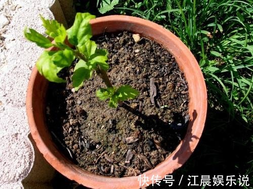 阳台|这几种花最适合现在扦插,一年最佳时机,几步就得到一阳台花海!