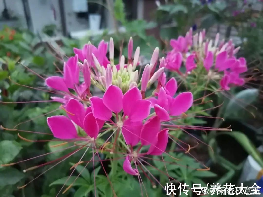 50种花春天播种,长满小院子,能开一整年