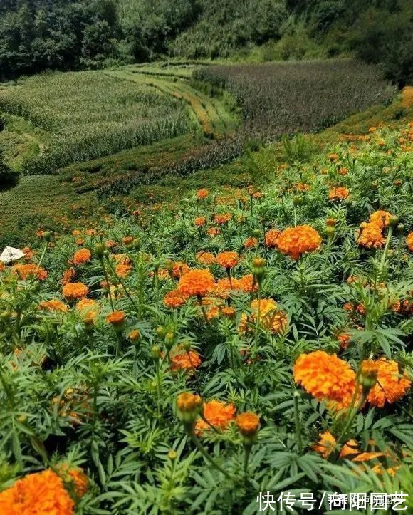 萌发生长|8种可地栽花卉，买点花种子，撒到家门口，一到夏天全是花