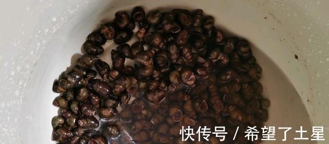 食用油|入秋的田螺这样做,鲜辣入味,解馋过瘾,吃完还想吃!