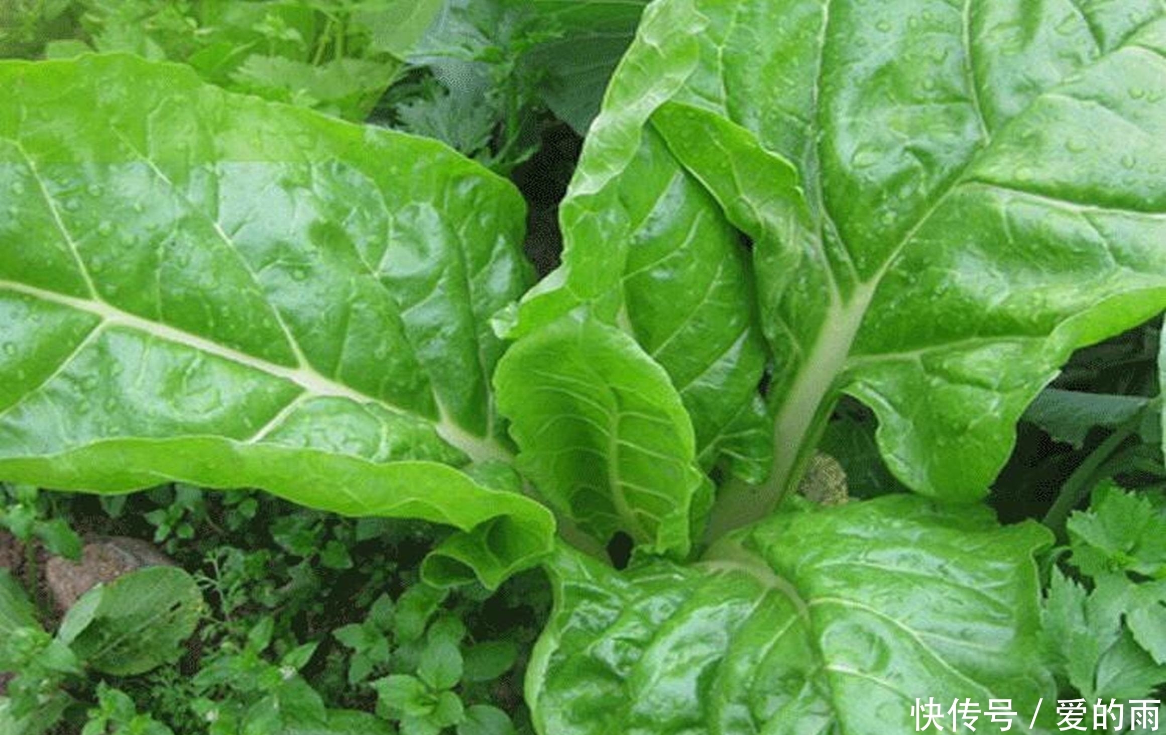 农村长的这厚合菜，这样做比肉还好吃！肉吃过怕血压高，来吃这个