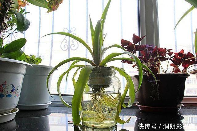 红薯|养5种花卉,没土就能活,“只浇水”嗖嗖爆盆,变成“绿窗帘”