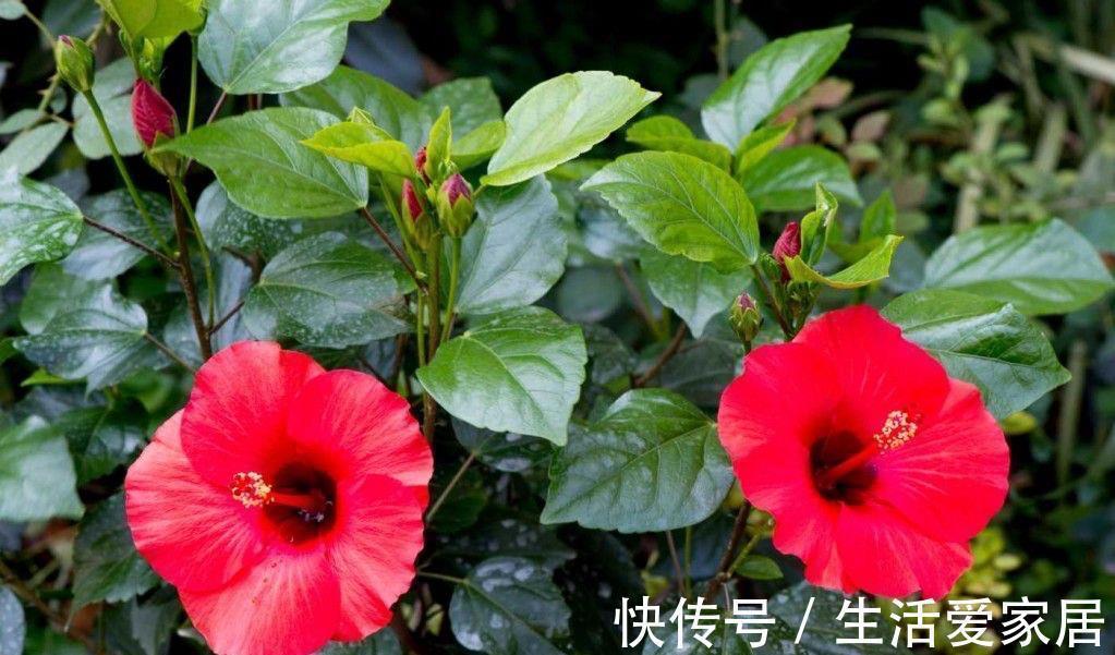 4种喜光花卉,越是多晒太阳,越是花繁叶茂,鲜艳貌美