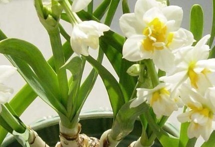 想要成为养花高手，必须戒掉这三个恶习，不然养啥都是徒劳的