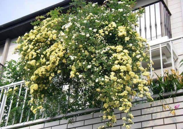 院子再小也要养棵它,开花美艳大方,香气浓郁清新,邻居看了羡慕