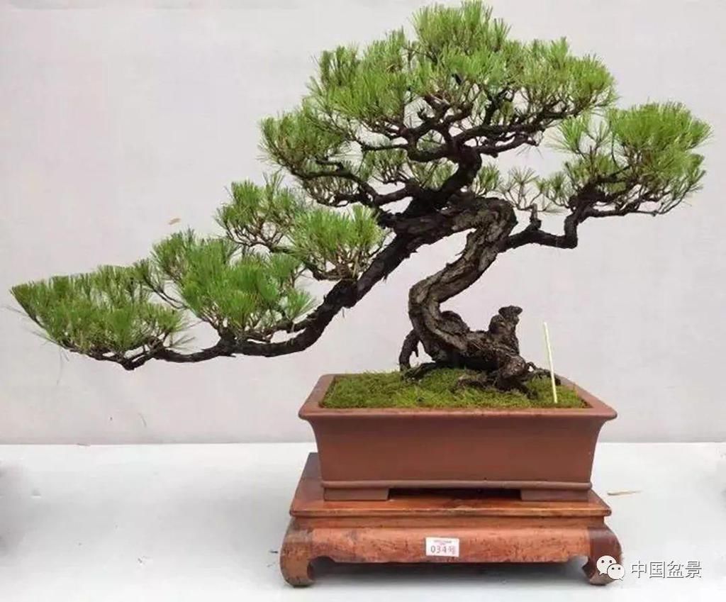  制作|盆景制作中的气、势、神、韵如何表现！静态和动态相结合是精髓