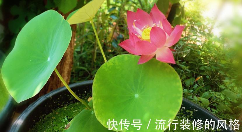 花友们|空间小养荷花就选“初玖”，花型、株型均美，省地方又好打理