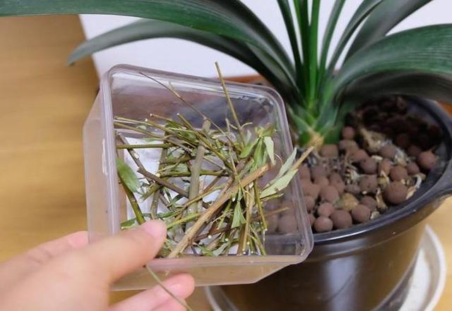 “不起眼”的东西垫盆底,营养土都省了,不再有烂根困扰!