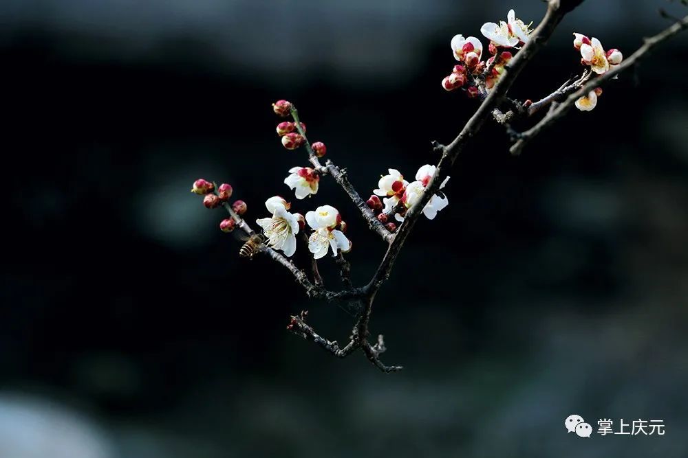 梅花|快看！濛洲公园的梅花开了