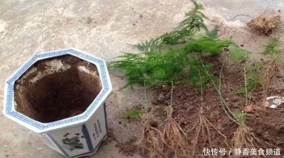 花盆|花卉换盆时,这些没做好,就等于白换了