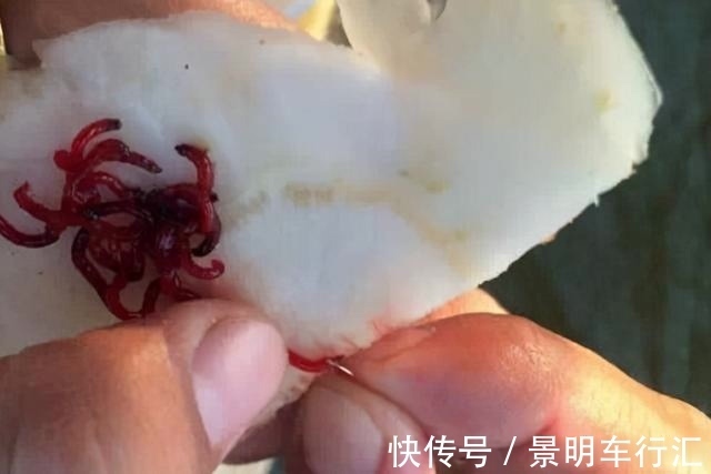 秋末冬初进入“长竿季”，野钓大鲫鱼，没有比这更简单的钓法