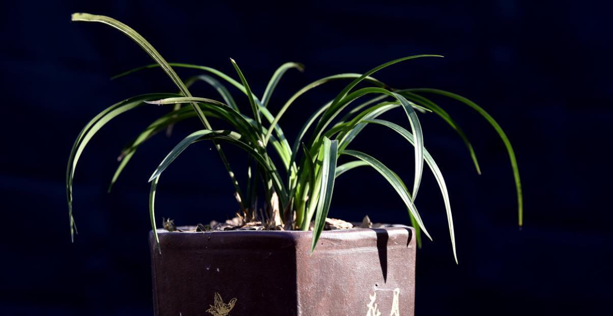 种活兰花不难，养好兰花却不易，十分钟读懂兰花该如何养护