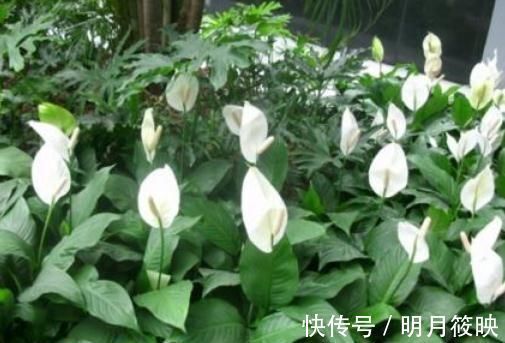 紫薇花紫薇花|3种“室内花”好看又好养，一月不管也能赏花，还去异味、吸烟尘