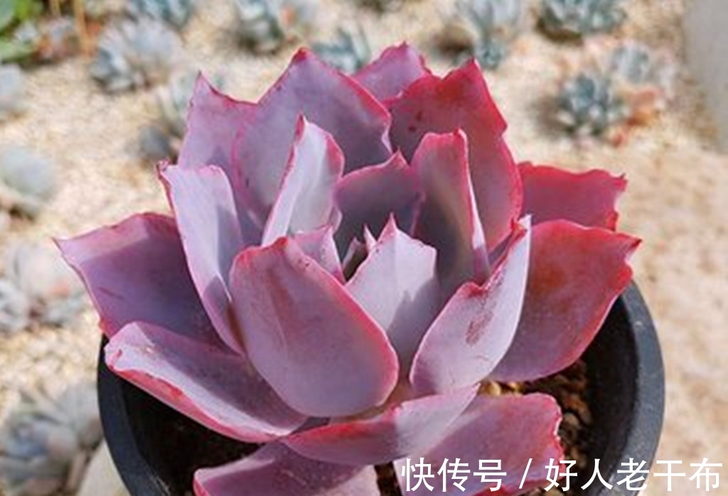 看到5种多肉,仿佛置身优美景色之中,满目都是美不胜收