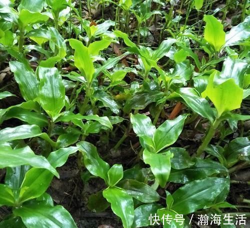 化痰消炎|它被称为“痰火草”,化痰消炎效果好,野外遇见,请别错过