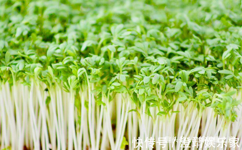 卵巢癌|女性不想得卵巢癌,每天食此菜,抗癌防癌,让女性身体越来越健康