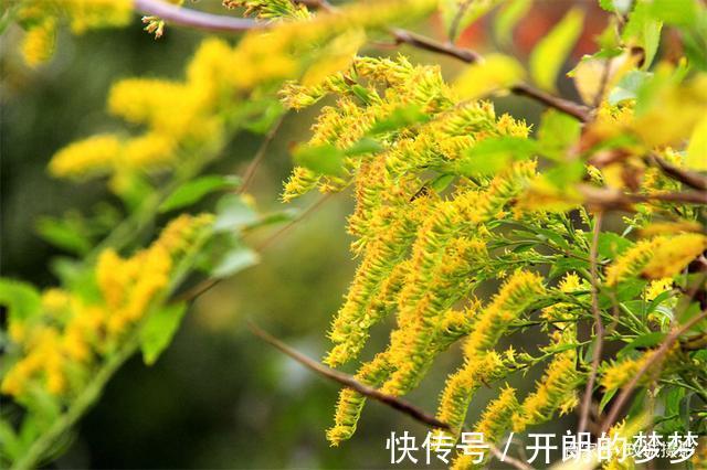 外来物种入侵济南！“加拿大一枝黄花”现身平阴河边